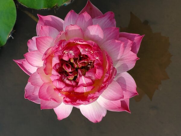 20230715_102652-R-600x450 Nelumbo Shocking Pink - One of amazing pink color lotus