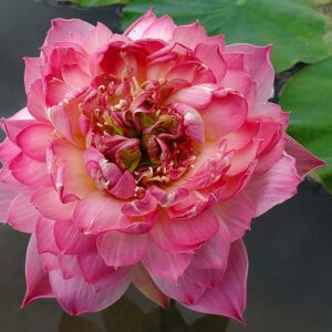 20230715_155503-R-300x300 11-Nelumbo Shocking Pink - One of amazing pink color lotus