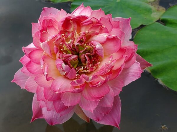 20230715_155503-R-600x450 Nelumbo Shocking Pink - One of amazing pink color lotus