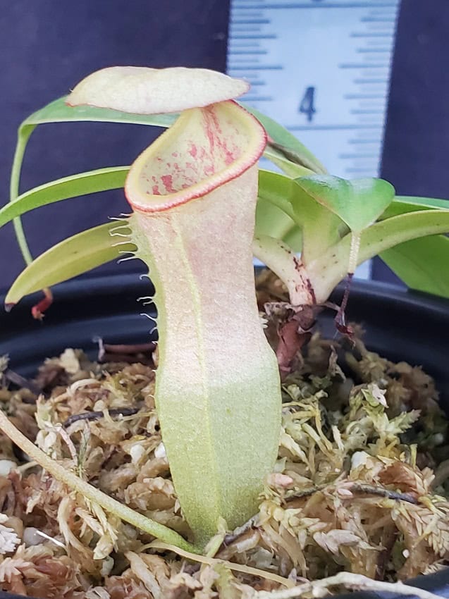 ヨン Nepenthes merrilliana x campanulata BE3473 – Bergen Water Gardens