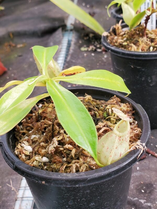 20230923_170044-R-600x801 Nepenthes rafflesiana isolated clone BE 4519