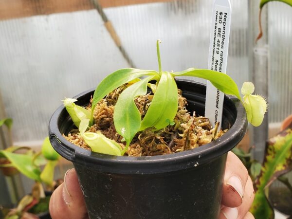 20230923_170118-R-600x450 Nepenthes rafflesiana isolated clone BE 4519