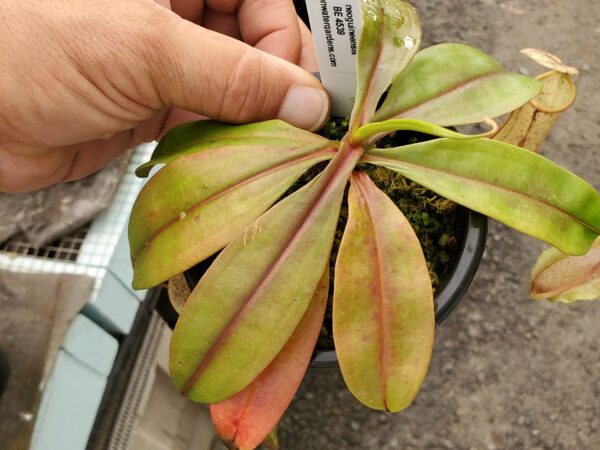 20230923_170312-R-600x450 Nepenthes neoguineensis BE 4539