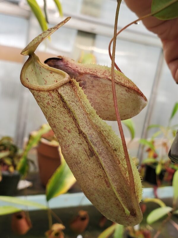 20230923_170330-R-600x801 Nepenthes neoguineensis BE 4539