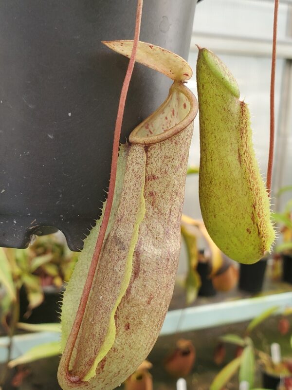 20230923_170338-R-1-600x801 Nepenthes neoguineensis BE 4539