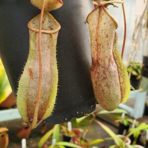 20230923_170400-R-300x300 Nepenthes neoguineensis BE 4539