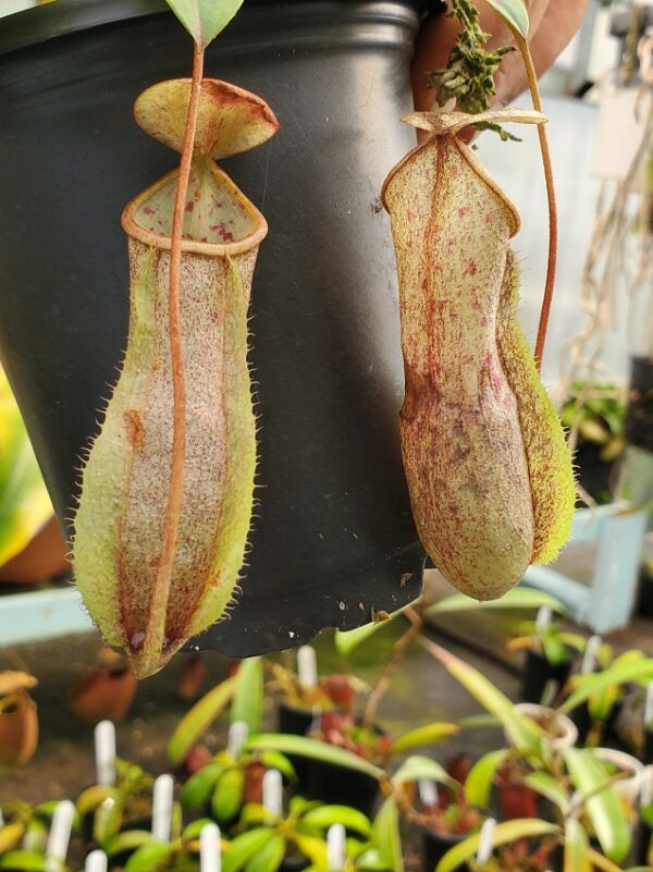 20230923_170400-R-600x801 Nepenthes neoguineensis BE 4539