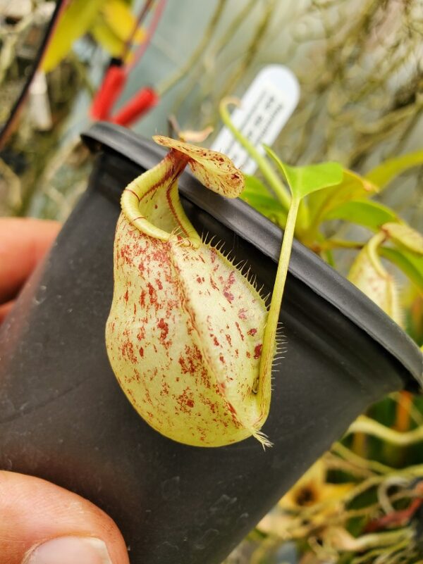 20230925_140656-R-600x801 Nepenthes rafflesiana isolated clone BE 4519