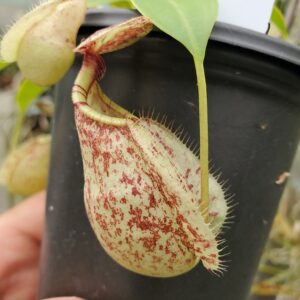 20230925_140754-r-300x300 Nepenthes rafflesiana isolated clone BE 4519