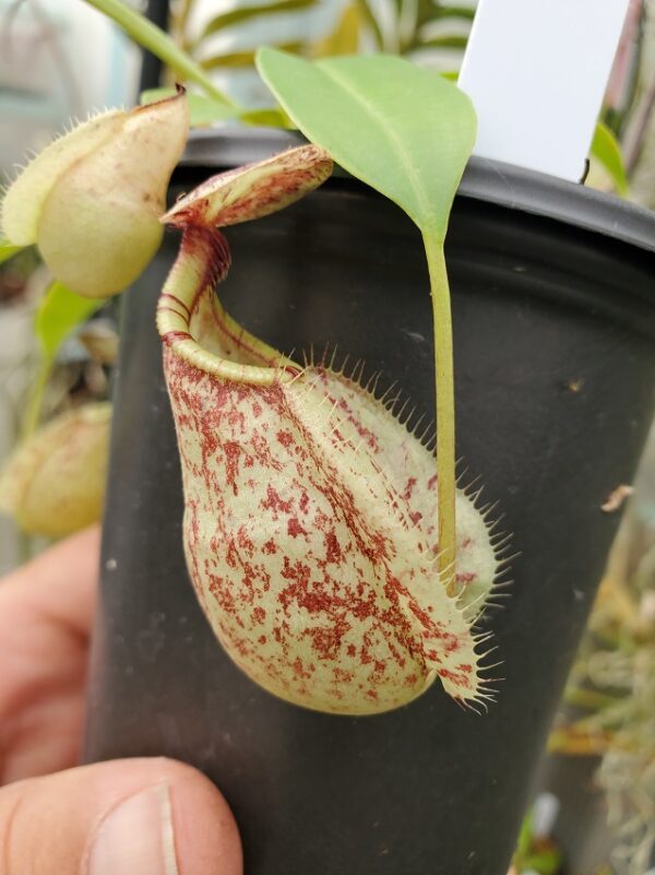20230925_140754-r-600x801 Nepenthes rafflesiana isolated clone BE 4519