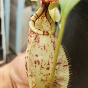 20230925_140800-R-300x300 Nepenthes rafflesiana isolated clone BE 4519