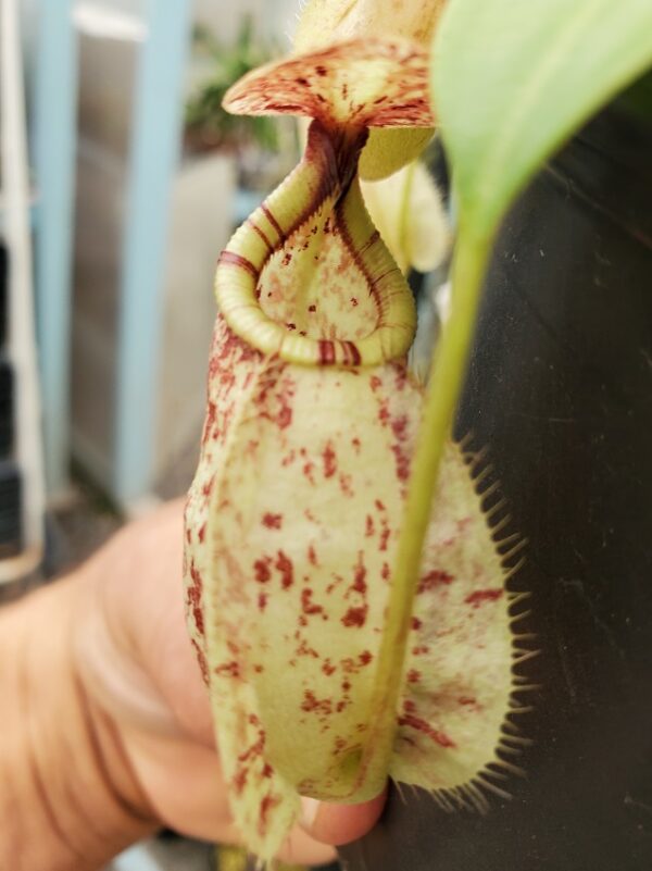 20230925_140800-R-600x801 Nepenthes rafflesiana isolated clone BE 4519