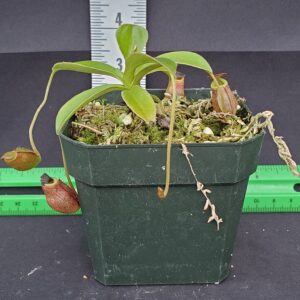 20231118_160351-r-300x300 Nepenthes rajah x tenuis BE 4085 Seed Grown