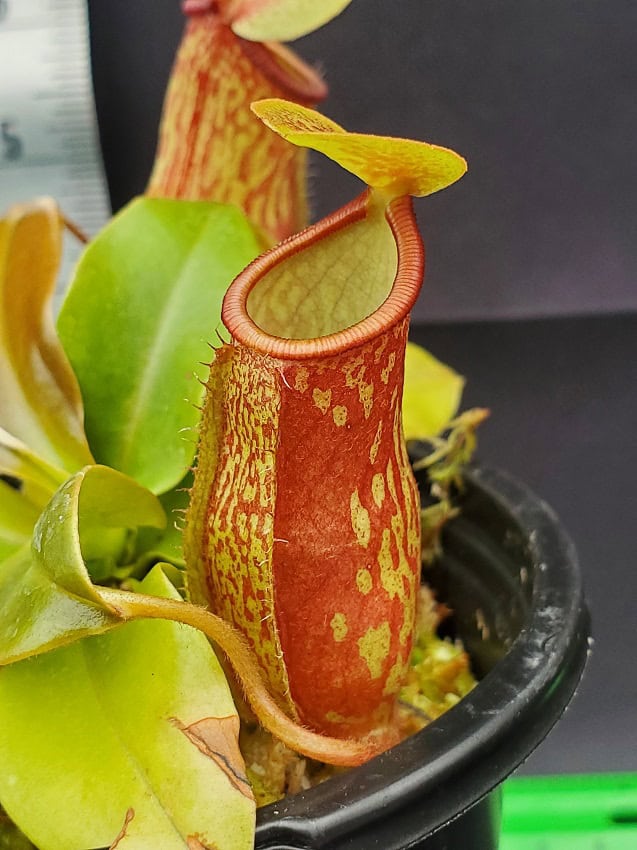 Nepenthes x 'St Gaya' – Bergen Water Gardens, Lotus Paradise