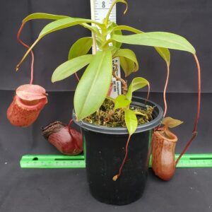 20231122_150629-R-300x300 Nepenthes ventricosa x sibuyanensis BE 3295