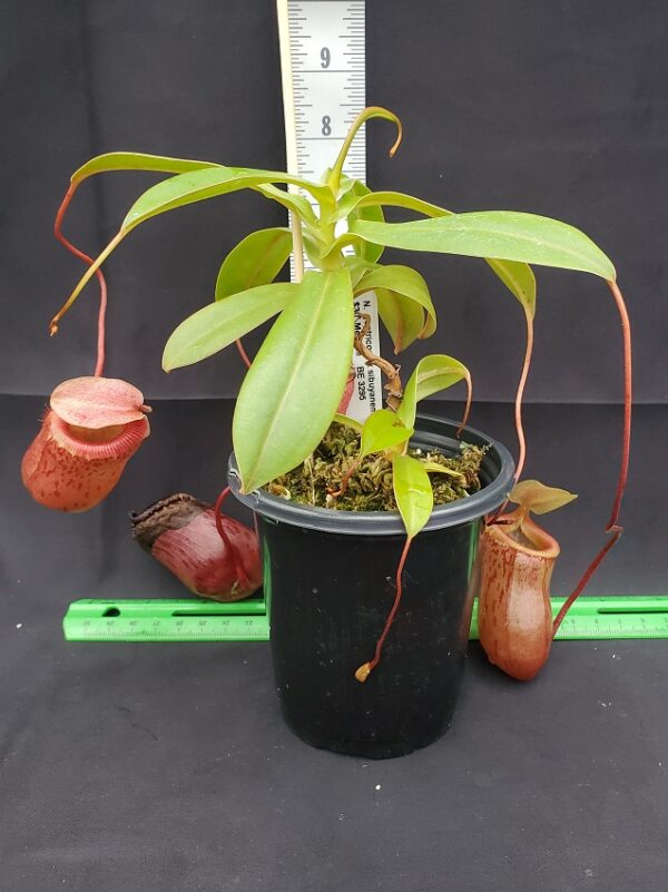 20231122_150629-R-600x801 Nepenthes ventricosa x sibuyanensis BE 3295