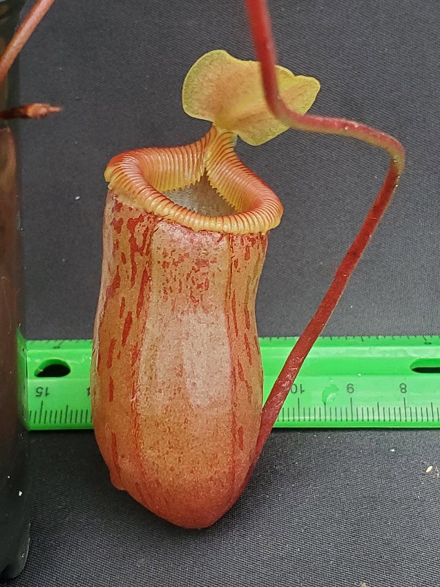 Nepenthes ventricosa x sibuyanensis BE 3295 – Bergen Water Gardens