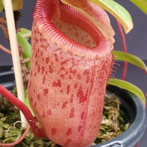 20231122_150700-R-300x300 Nepenthes ventricosa x sibuyanensis BE 3295