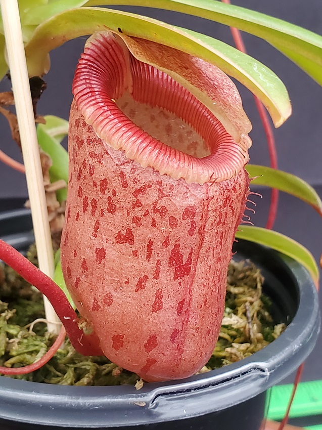 20231122_150700-R Nepenthes ventricosa x sibuyanensis BE 3295