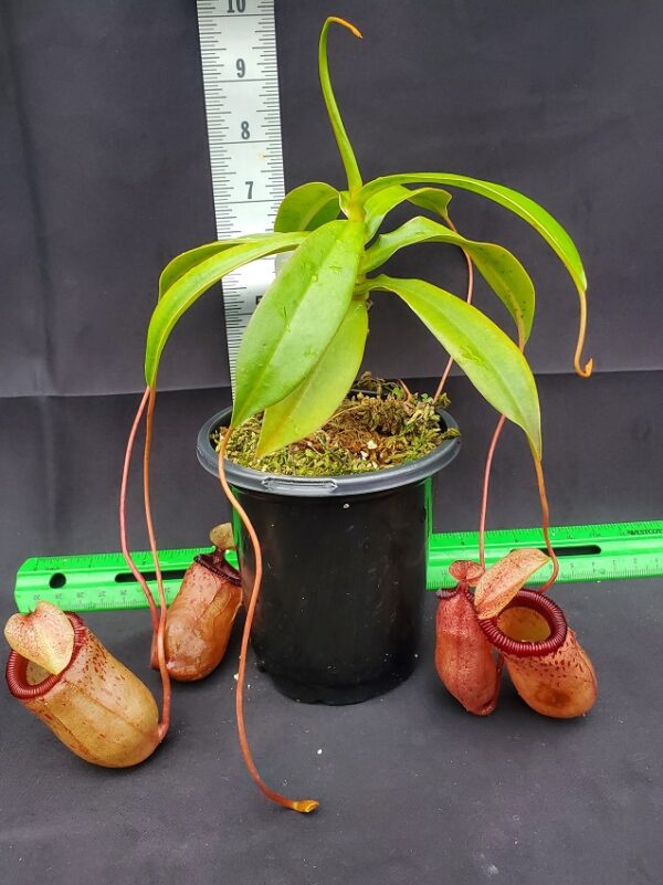 20231122_150730-R-600x801 Nepenthes ventricosa x sibuyanensis BE 3295