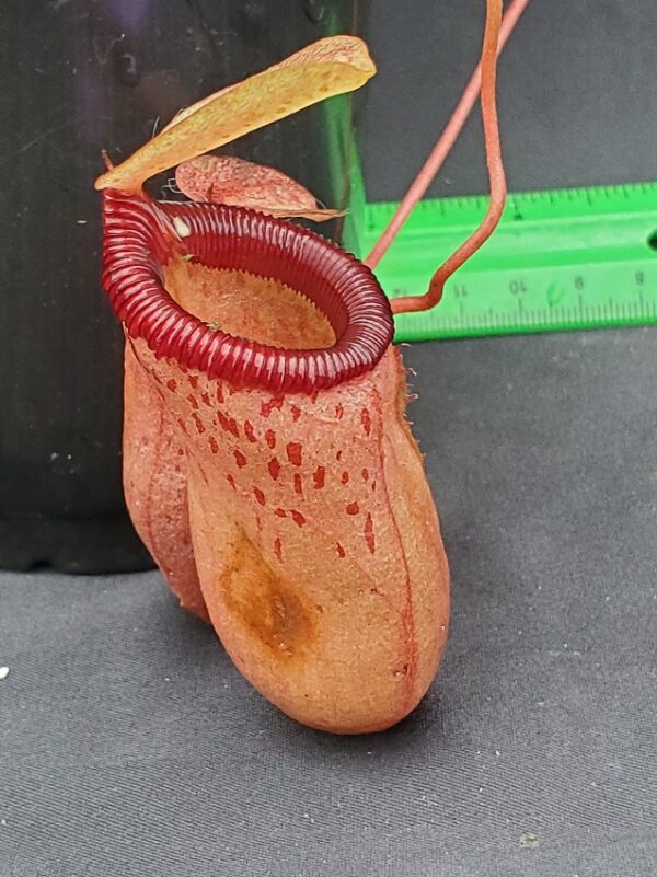 20231122_150740-r-600x801 Nepenthes ventricosa x sibuyanensis BE 3295