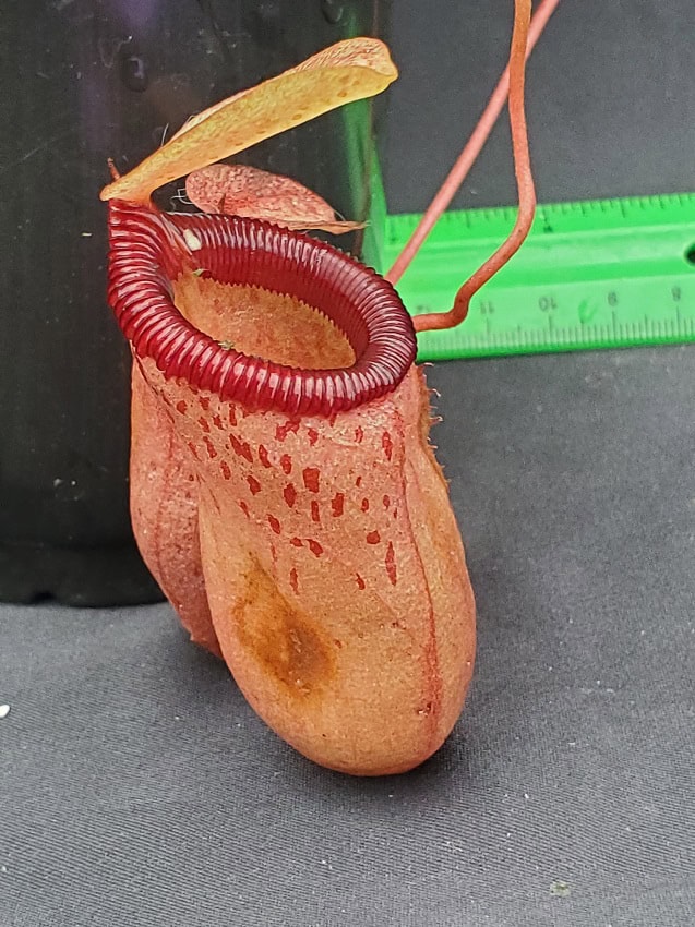 最安値，正規品 N. (ventricosa x sibuyanensis) x xtrusmadiensis EP