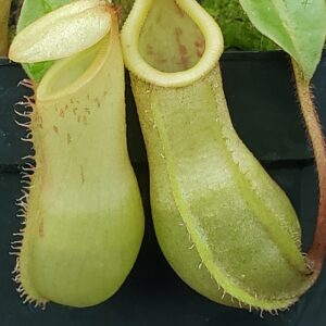20231122_151256-R-300x300 Nepenthes veitchii x ventricosa BE 4500