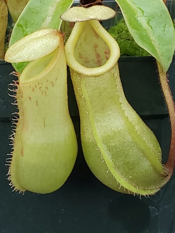 20231122_151256-R-600x801 Nepenthes veitchii x ventricosa BE 4500
