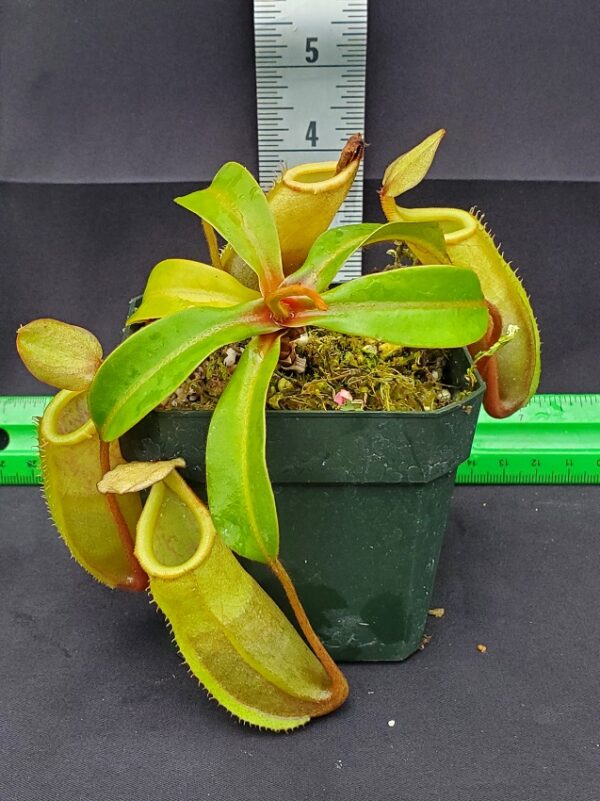 20231122_151321-R-600x801 Nepenthes veitchii x ventricosa BE 4500