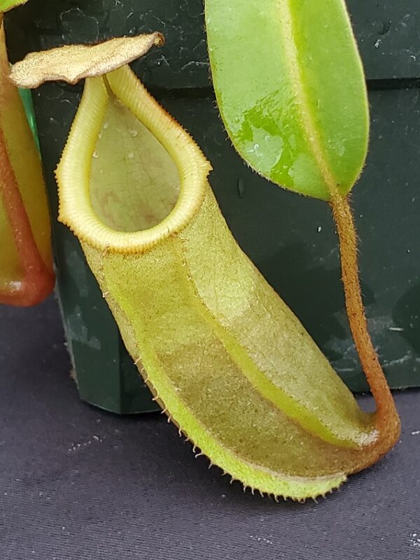 20231122_151331-R-600x801 Nepenthes veitchii x ventricosa BE 4500