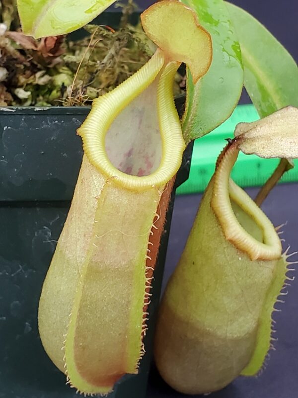 20231122_151340-R-600x801 Nepenthes veitchii x ventricosa BE 4500