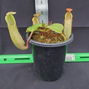 20231122_152616-R-300x300 Nepenthes veitchii ‘intermediate’ BE 4087