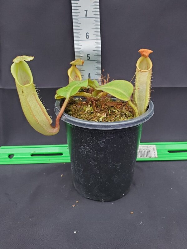 20231122_152616-R-600x801 Nepenthes veitchii ‘intermediate’ BE 4087