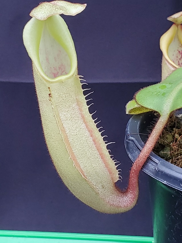 20231122_152623-R Nepenthes veitchii ‘intermediate’ BE 4087