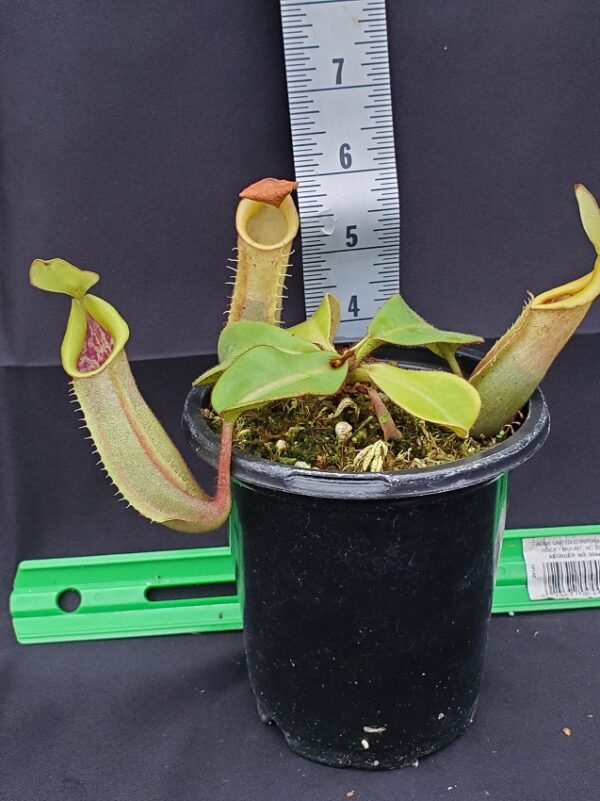 20231122_152637-R-600x801 Nepenthes veitchii ‘intermediate’ BE 4087