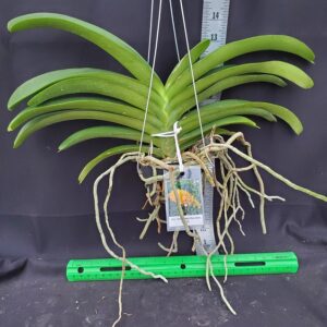 20241207_161321-R-2024-300x300 Wuttipanara Manoonya Yellow