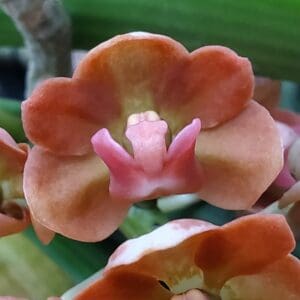 20260105_144243-300x300 Rhynchostylis gigantea Orange