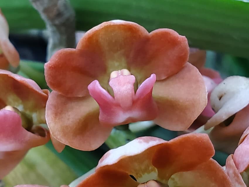 20260105_144243 PachydermFest 26