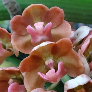 20260105_144247-300x300 Rhynchostylis gigantea Orange