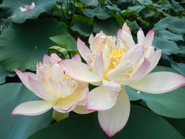 277蝶恋花-4-R-600x450 Butterfly's Love Lotus - One of Best bowl lotus ! All shipping in spring, 2024