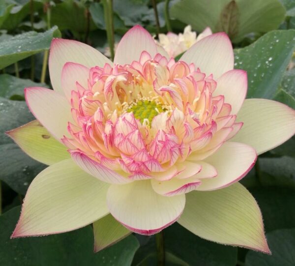 28340382_2100325750190903_711435125_o-600x541 Pink Brocade Lotus( Xin Yun Jin)- Winner!!