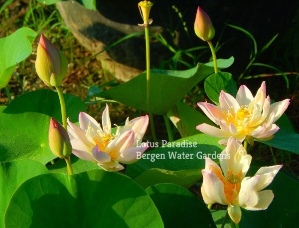 284大师-16a-600x457 Master Lotus (Grand Master)- One of Blooming Machine Bowl Lotus( Winner)