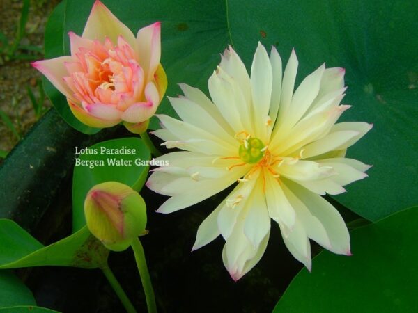 284大师-22a-600x450 Master Lotus (Grand Master)- One of Blooming Machine Bowl Lotus( Winner)