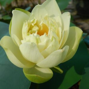 300¦¦¦¦-1b-300x300 Little Oriole Lotus- One of favorite bowl lotus! All ship in spring, 2024