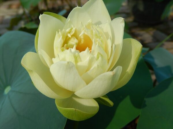 300¦¦¦¦-1b-600x450 Little Oriole Lotus- One of favorite bowl lotus! All ship in spring, 2024