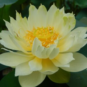 300¦¦¦¦-2b-300x300 Little Oriole Lotus- One of favorite bowl lotus! All ship in spring, 2024