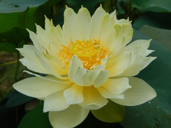 300¦¦¦¦-2b-600x450 Little Oriole Lotus- One of favorite bowl lotus! All ship in spring, 2024
