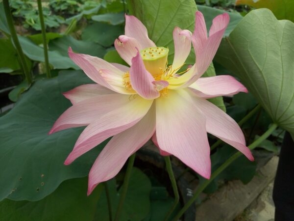 341-¦-1b-1-600x450 Pink Apricot Lotus - The Tallest Pink Lotus at Bergen All Ship in Spring 2024