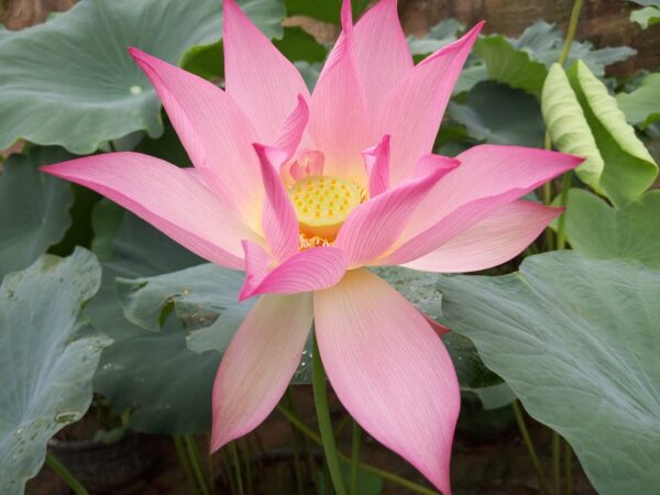 341-¦-2b-600x450 Pink Apricot Lotus - The Tallest Pink Lotus at Bergen All Ship in Spring 2024