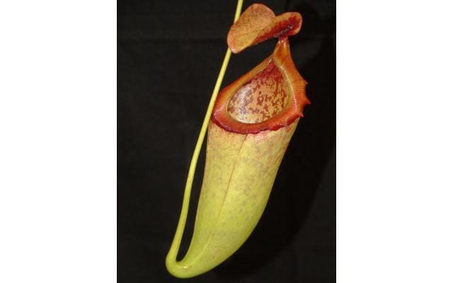 Nepenthes merrilliana x campanulata BE3473 – Bergen Water Gardens